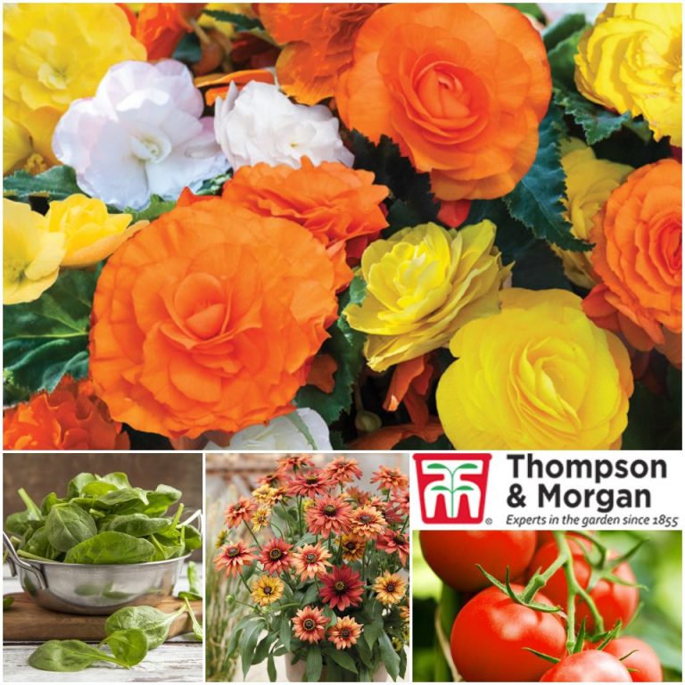Thompson & Flower Veg Seed and Plants UK + Eire Delivery
